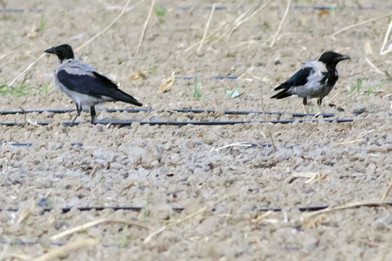 Hooded Crow